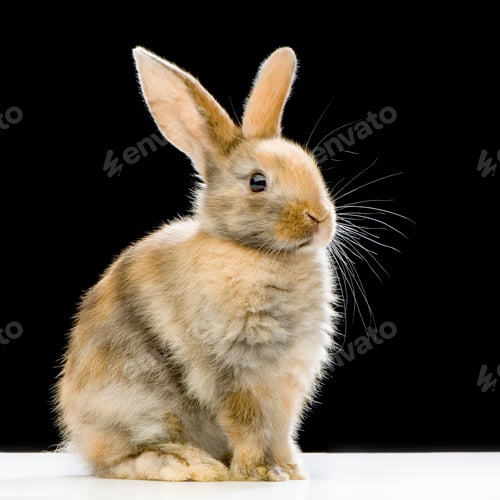 Preview: Rabbit