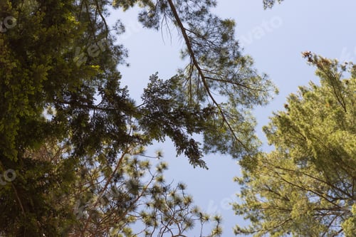 Preview: Tall Green Trees