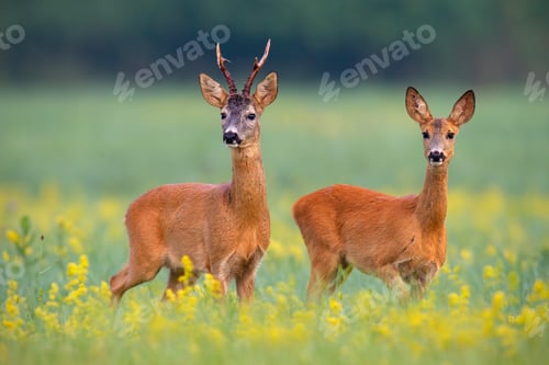 Preview: Roe deer couple in rut on a field with yellow wildflowers
