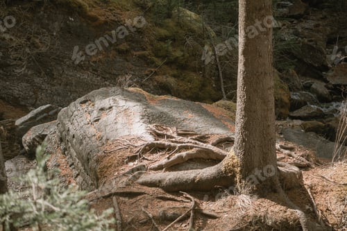 Preview: exposed tree roots growing on stone