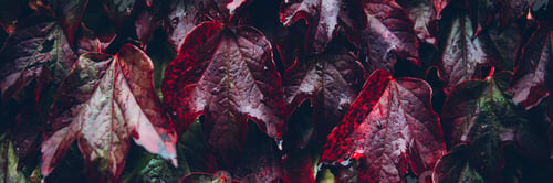 Preview: Ivy leaves, autumn background concept