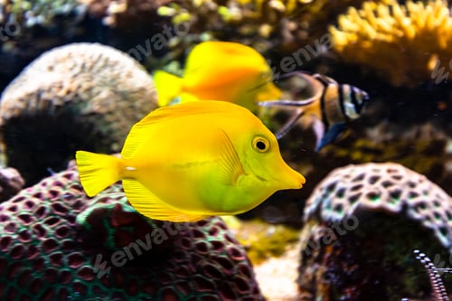 Preview: Closeup shot of coral reef fish swimming in the ocean in London