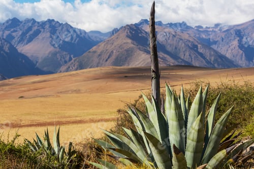 Preview: Fields in Peru
