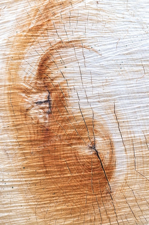 Preview: Texture of a cut tree