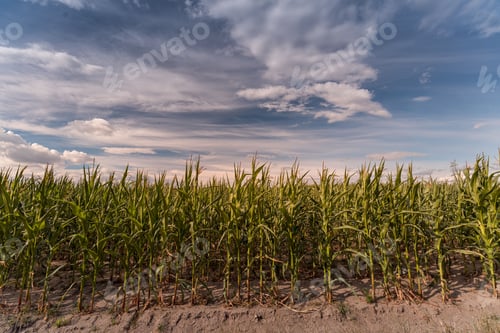 Preview: Picturesque rural landscape featuring a lush field of corn plants under a sunset sky
