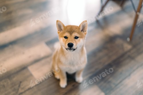 Preview: Adorable Shiba Inu Puppy Sitting on Wooden Floor