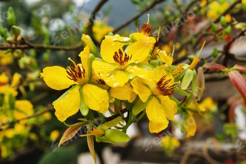 Preview: Blossom yellow flowers of peach with drops of rain. Hue, Vietnam.
