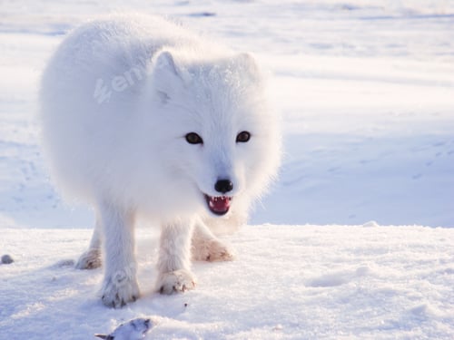 Preview: A white leaf in nature in winter.