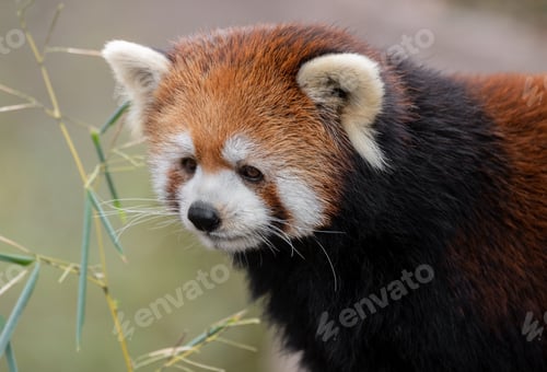 Preview: Red Panda Portrait