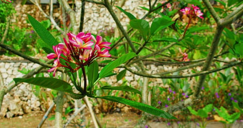 Preview: Tropical flowering garden with pink plumeria flowers on tree at sunny summer day on blurred