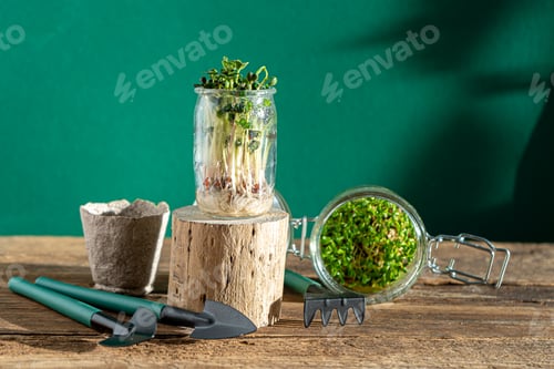 Preview: Growing microgreen. Germinating seeds for vegan eco food. Set of different plants. House garden on