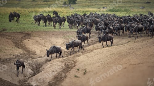 Preview: Group of buffalos in Masai Mara, Kenya