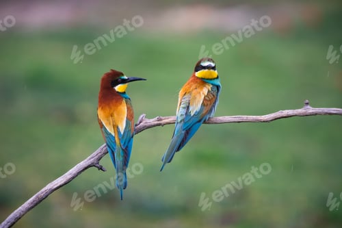 Preview: European bee eater, Merops apiaster. Common bee-eater. Close-up