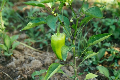 Preview: Green pepper on a garden bed. Farm cultivation of vegetables