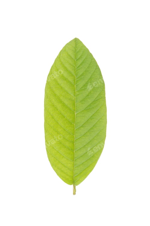 Preview: Green leaf