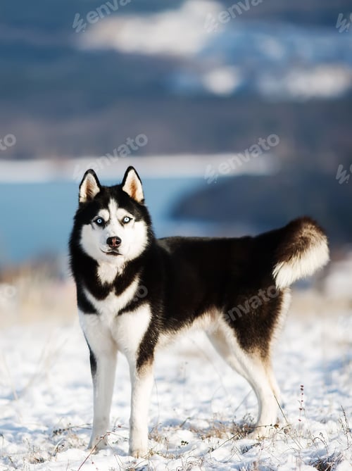 Preview: dog, siberian husky, pets, dogs, wilderness
