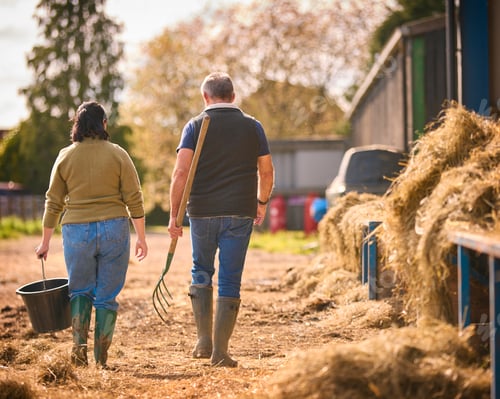 Preview: Rear View Of Male And Female Farm Workers Walking Across Yard Past Cattle Barn At Feeding Time