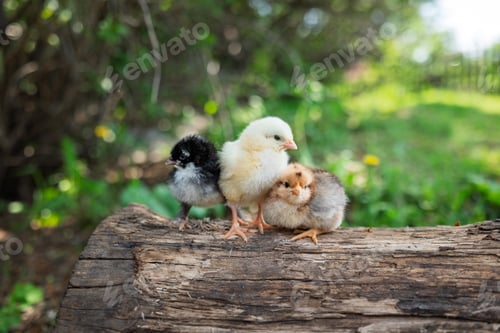 Preview: Small chickens sit on log in village on sunny summer day