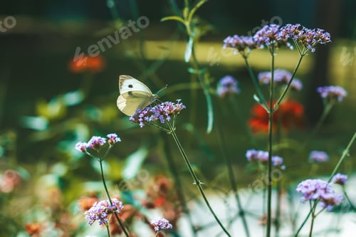 Preview: Close-up of a butterfly perched on small purple flowers with blurred green and red flowers