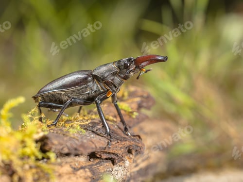 Preview: Wild Stag Beetle (Lucanus cervus) Viewing from a Log on the Fore