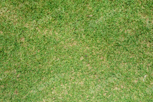 Preview: Green grass texture background