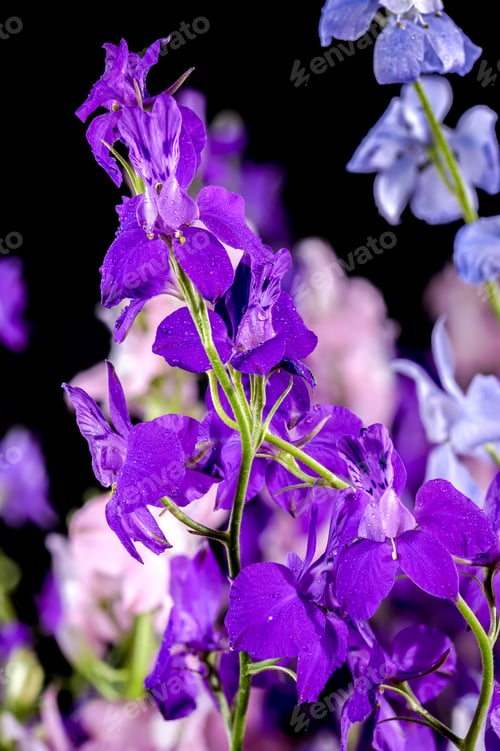 Preview: Blooming multicolored delphinium on a black background