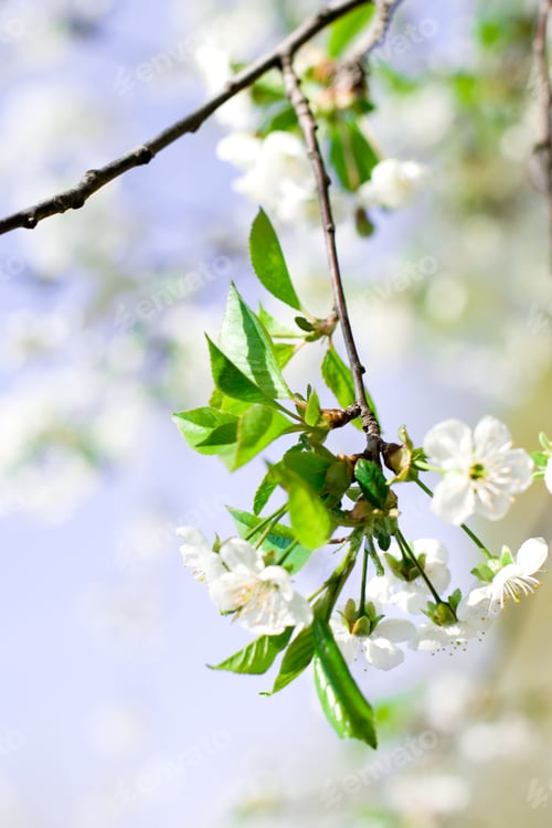 Preview: flower tree