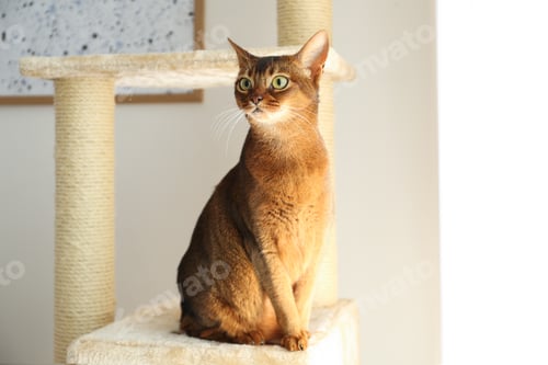 Preview: Beautiful Abyssinian cat on pet tree at home. Lovely pet