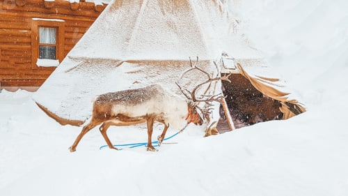 Preview: Reindeer next to the yurt