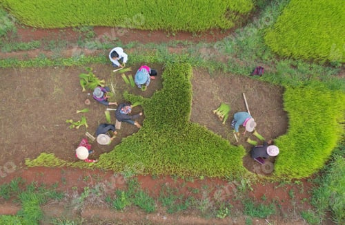 Preview: Fresh paddy rice, green agricultural field in countryside or rural area in Asia. Nature landscape.