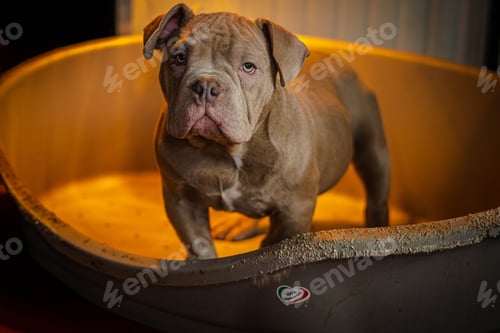Preview: Closeup shot of an adorable brown French Bulldog in a metal bed