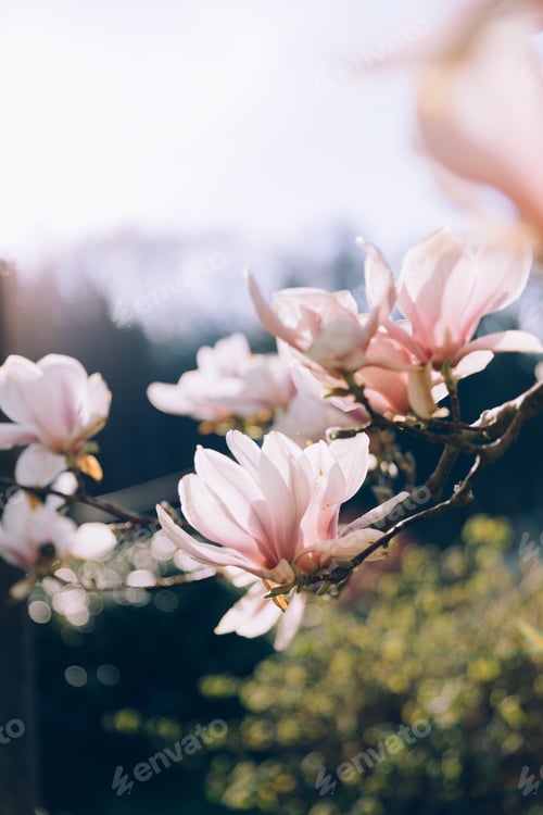 Preview: Pink magnolia branches in bloom. Tulip tree flower blossom in spring.