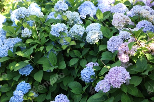 Preview: Beautiful hortensia flowers and green leaves growing in garden