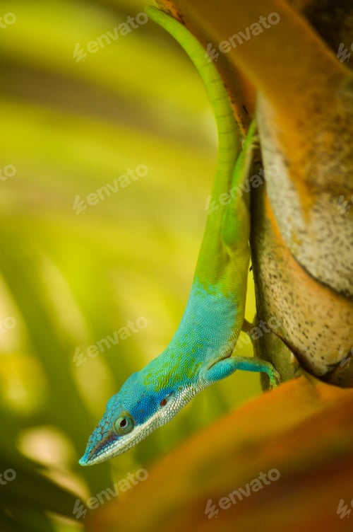 Preview: lizard