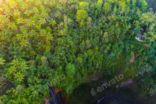 Preview: Green trees in national park garden in summer season. Nature landscape background.
