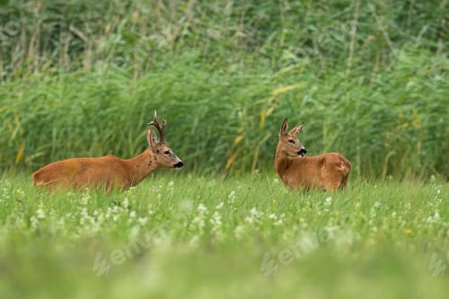 Preview: Pair of roe deer standing on field in summertime