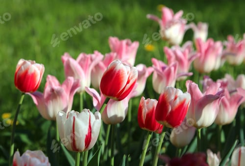Preview: Beautiful delicate tulips lit by the sun