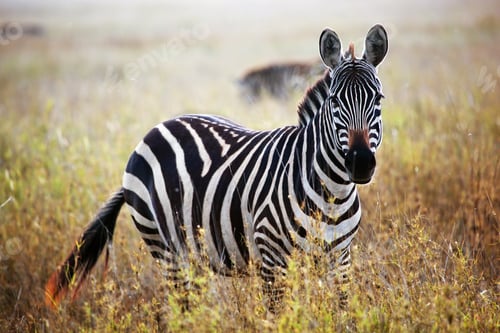 Preview: Zebra portrait on African savanna.