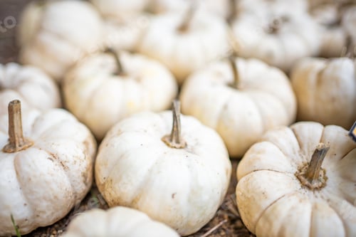 Vorschau: Kleine weiße Kürbisse. Erntezeit. Thanksgiving-Hintergrund. Halloween-Dekorationen.