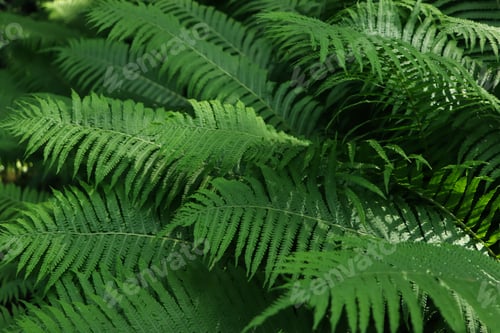 Preview: Beautiful fern with lush green leaves growing outdoors, closeup