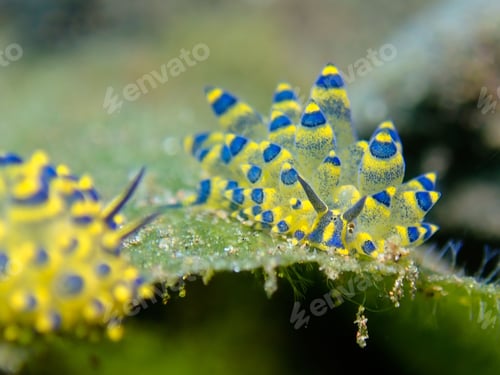 Preview: Close up of Costasiella kuroshimae