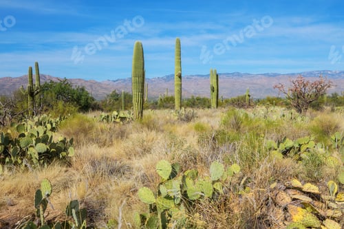 Preview: Cactus