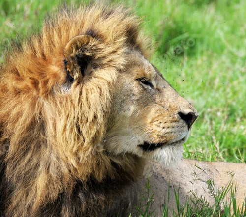 Preview: Best wildlife experiences in the world