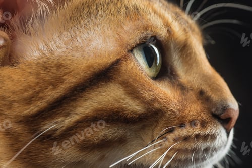 Preview: The Gold Bengal Cat On Black Background