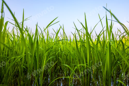 Preview: The rice fields are full, waiting to be harvested under blue sky. Farm, Agriculture concept.