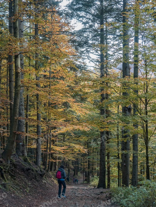 Preview: Walk inside the woods of Lizzano in Belvedere