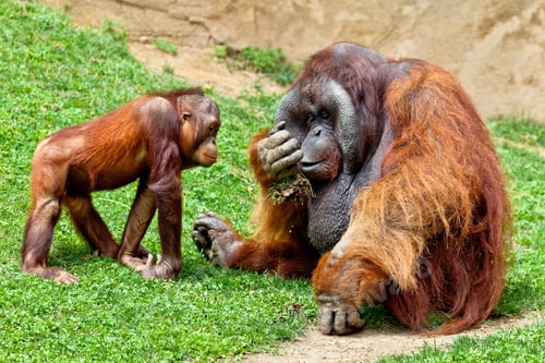 Preview: Orangutan of Borneo, Pongo Pygmaeus