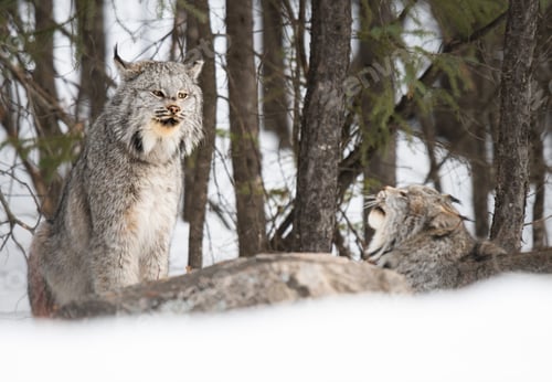 Preview: Mating Pair of Lynx