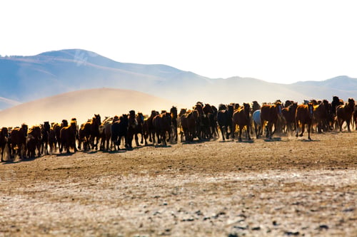 Preview: A herd of horses running in Inner Mongolia