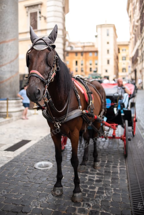 Preview: Selective focus shot of a horse-drawn carriage on the cobblestone street